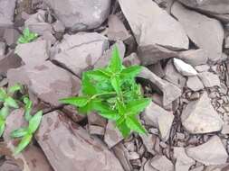 Image of Bonpland's croton