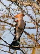 صورة Upupa marginata Cabanis & Heine 1860