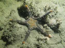 Image of Double Sea Star