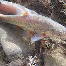 Image of Plump redfin minnow