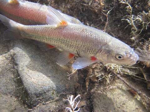 Image of Plump redfin minnow