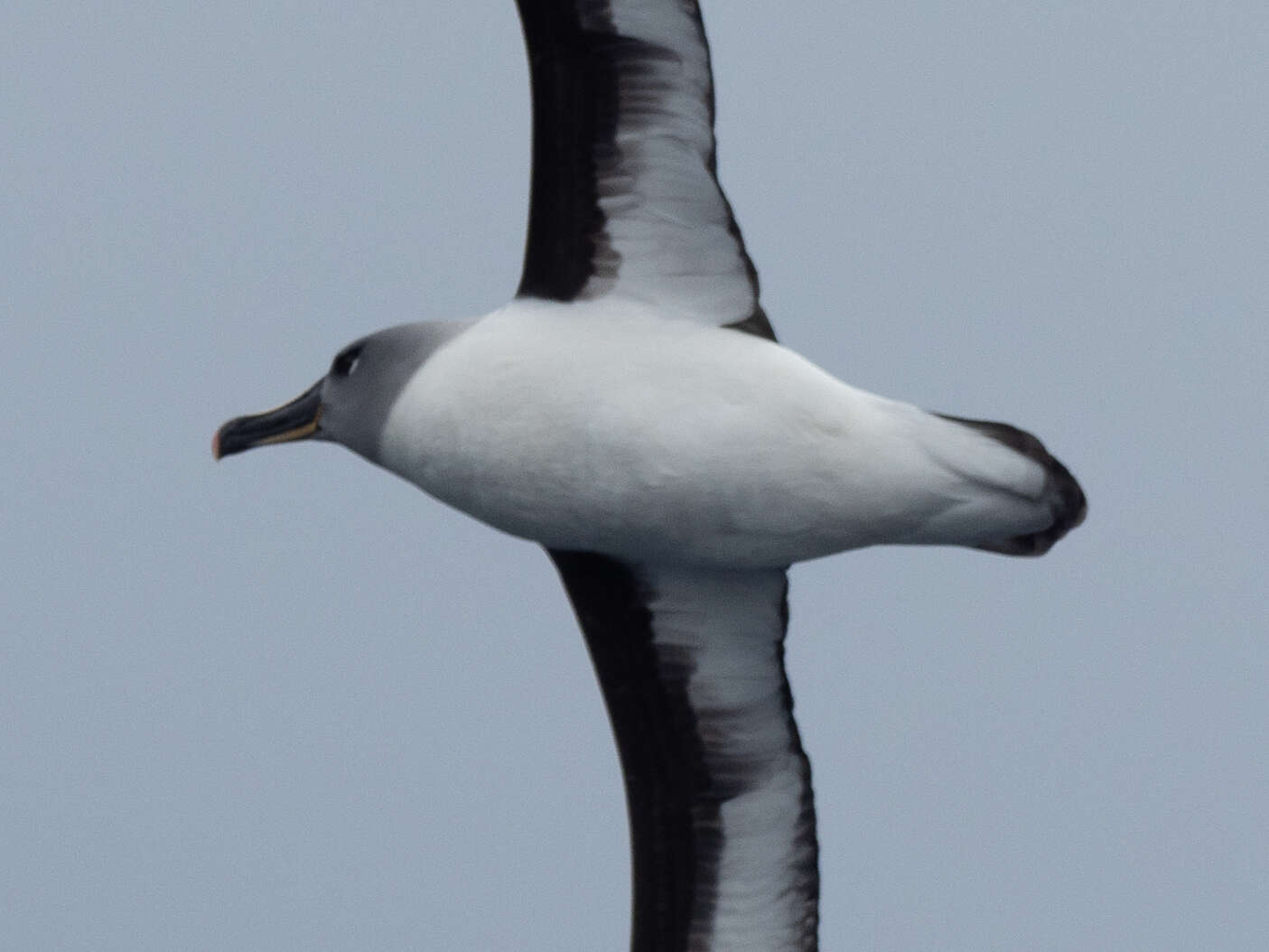 Image of Grey-headed Albatross