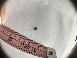 Image of Deer tick