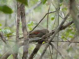 Image of Red-shouldered Spinetail