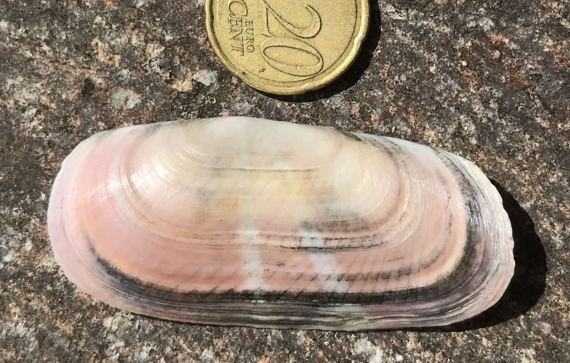 Image of rosy razor clam