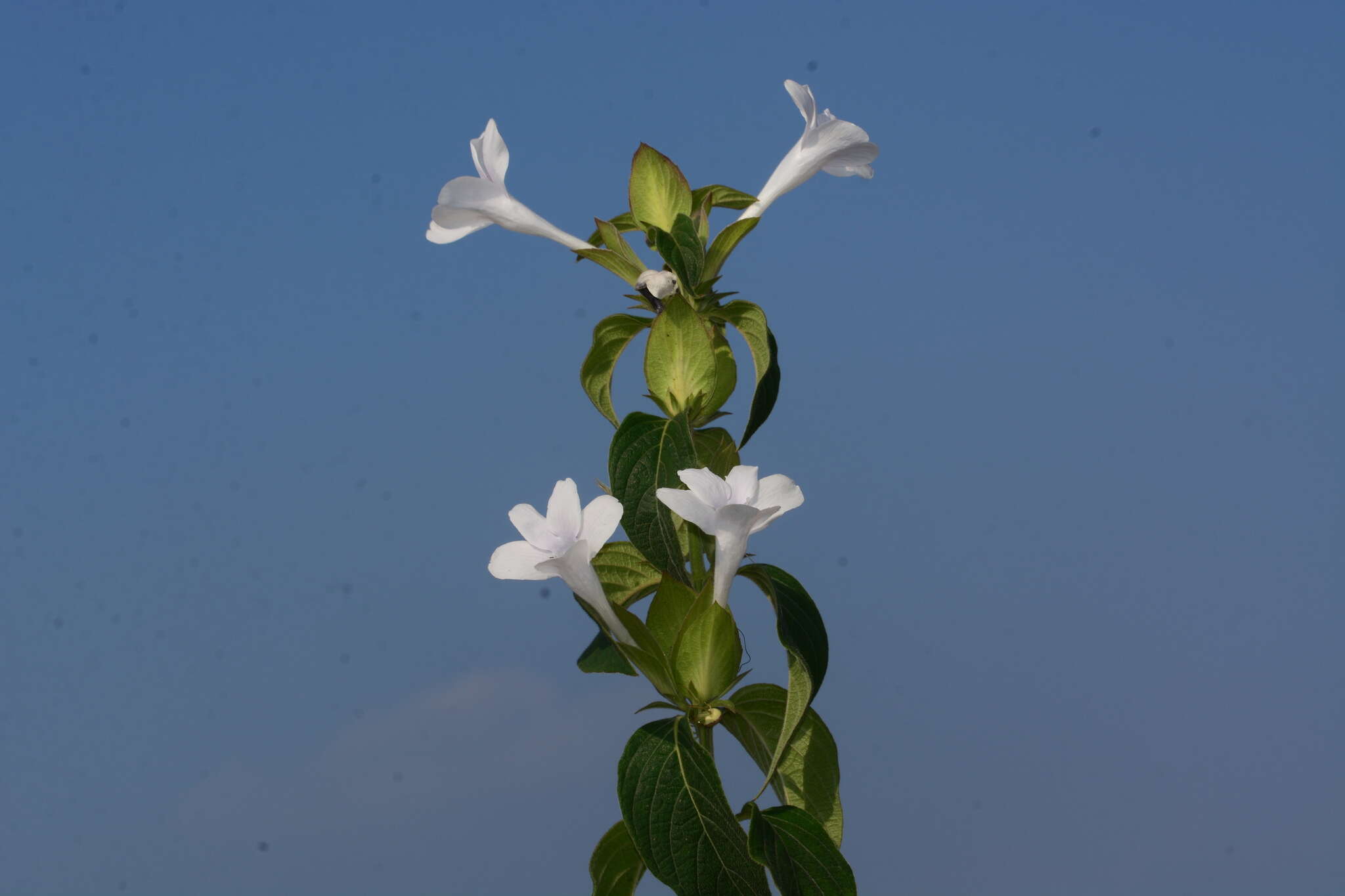 Barleria sepalosa C. B. Cl.的圖片