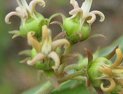 Image de Stenostelma capense Schltr.