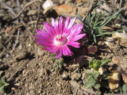 Image of Trichodiadema occidentale L. Bol.