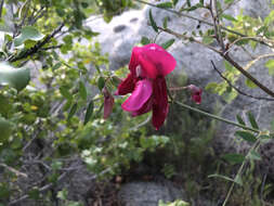 Imagem de Lathyrus splendens Kellogg