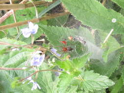 Image of Agelena labyrinthica (Clerck 1757)