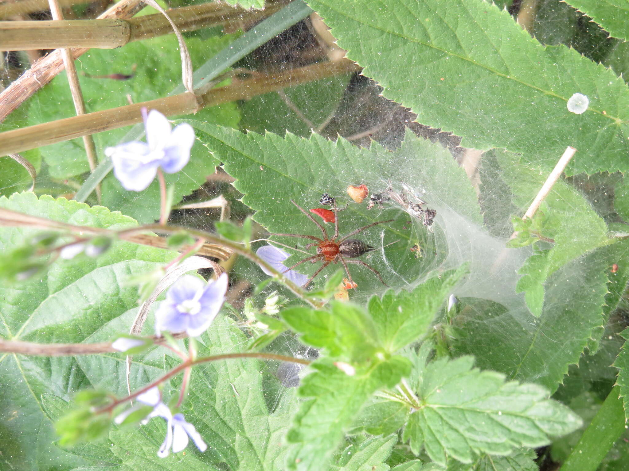 Image of Agelena labyrinthica (Clerck 1757)