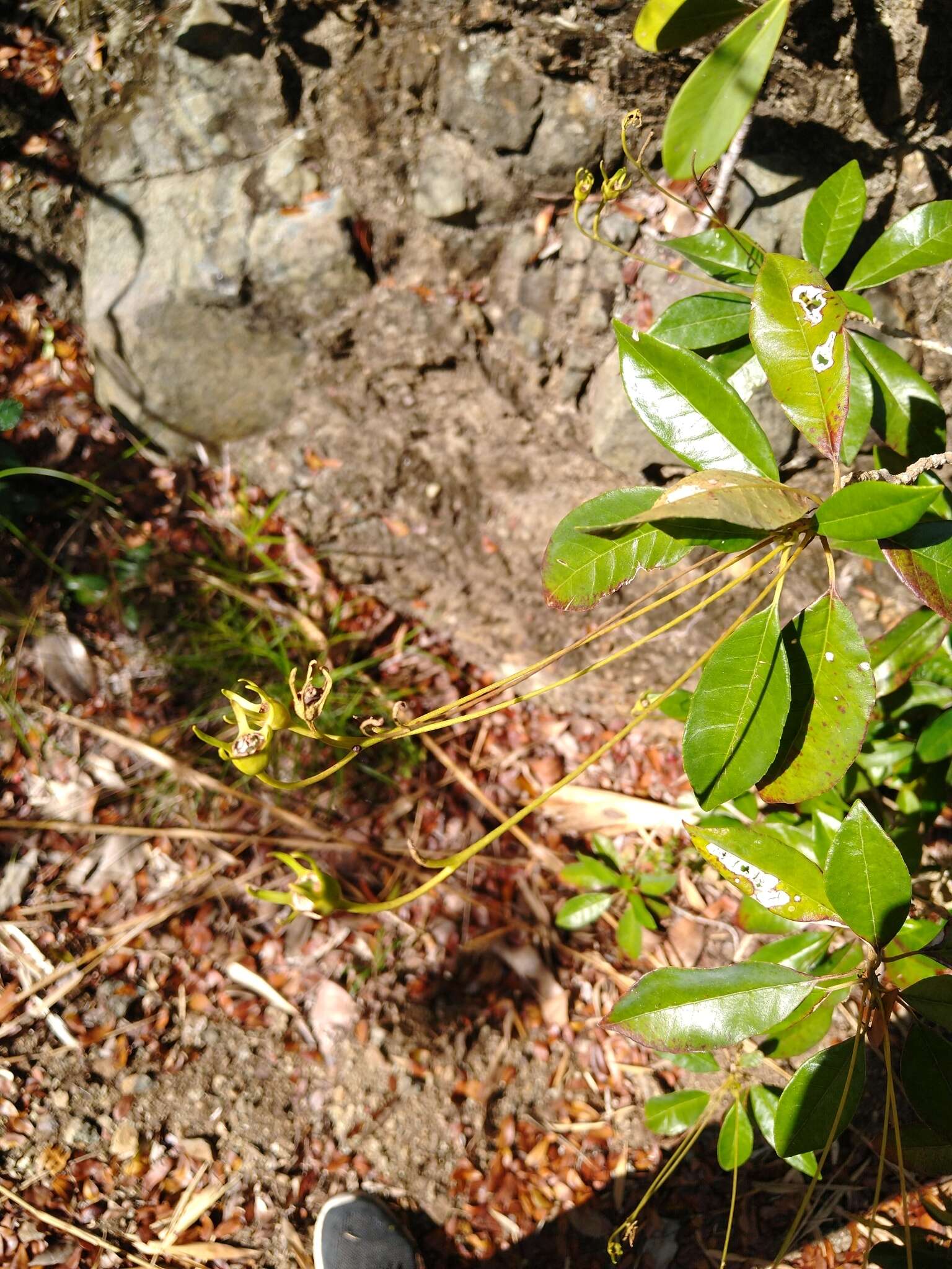 Sivun Gesneria pedunculosa (DC.) Fritsch kuva