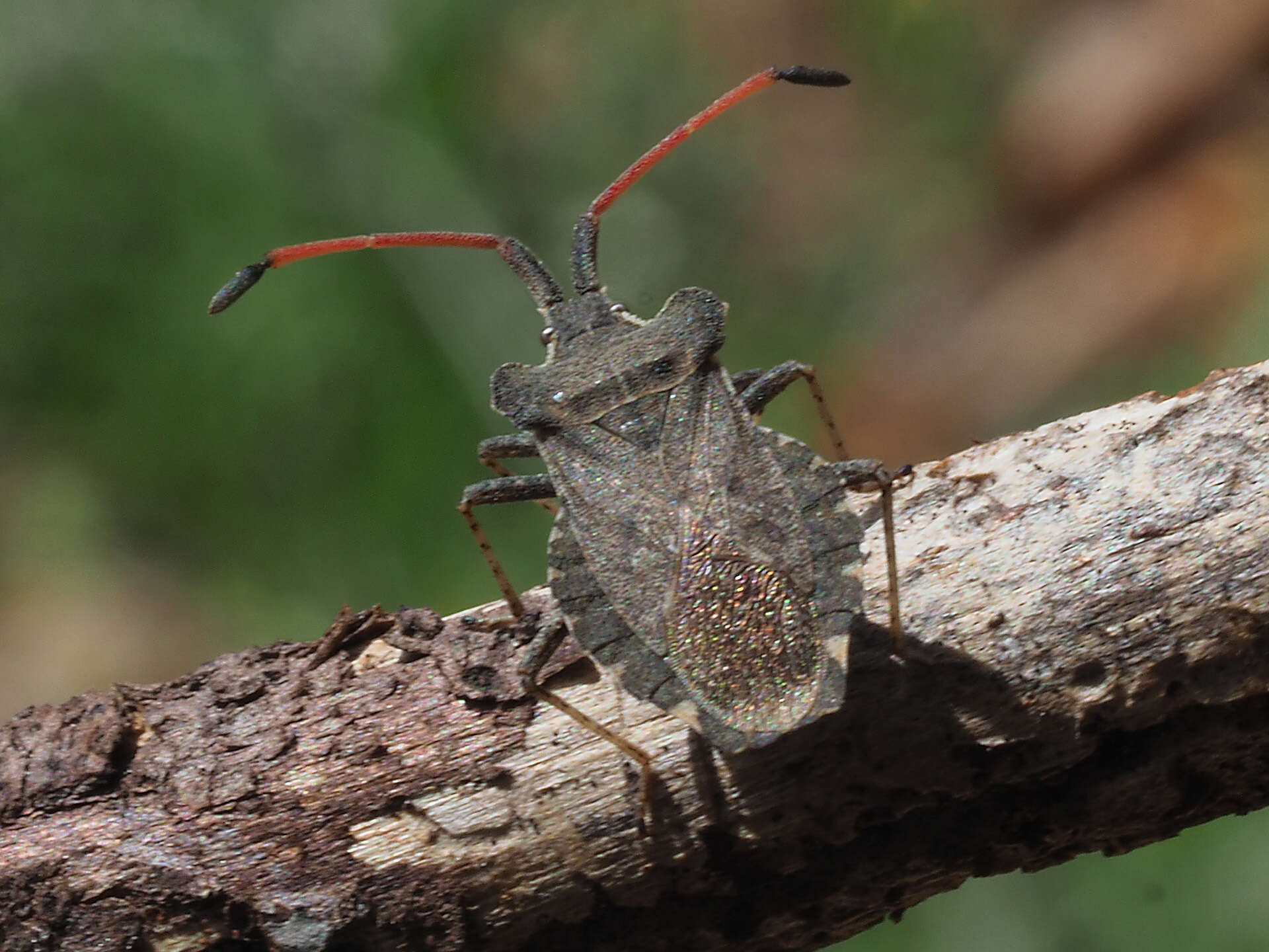 Image of Enoplops