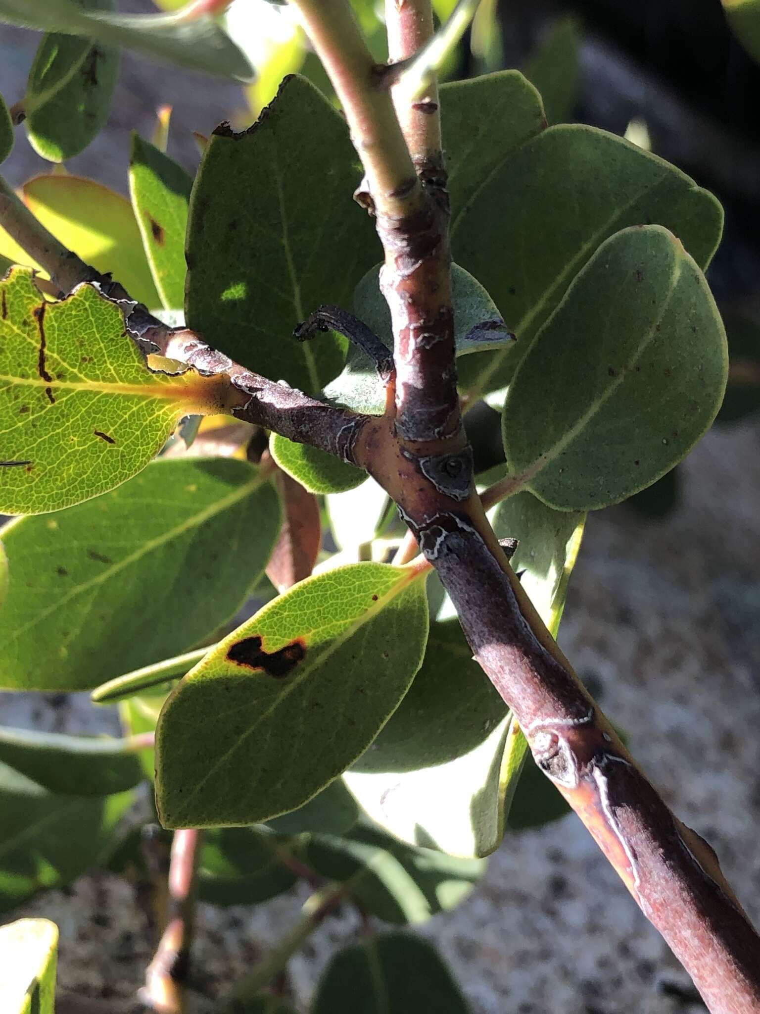 Слика од Arctostaphylos rainbowensis J. E. Keeley & A. Massihi