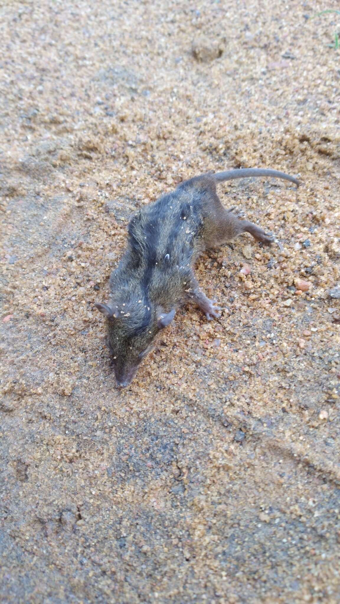 Image of Northern Three-striped Opossum