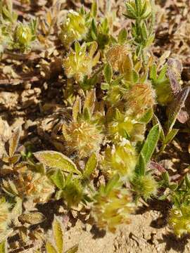 Plancia ëd Anthyllis cornicina L.