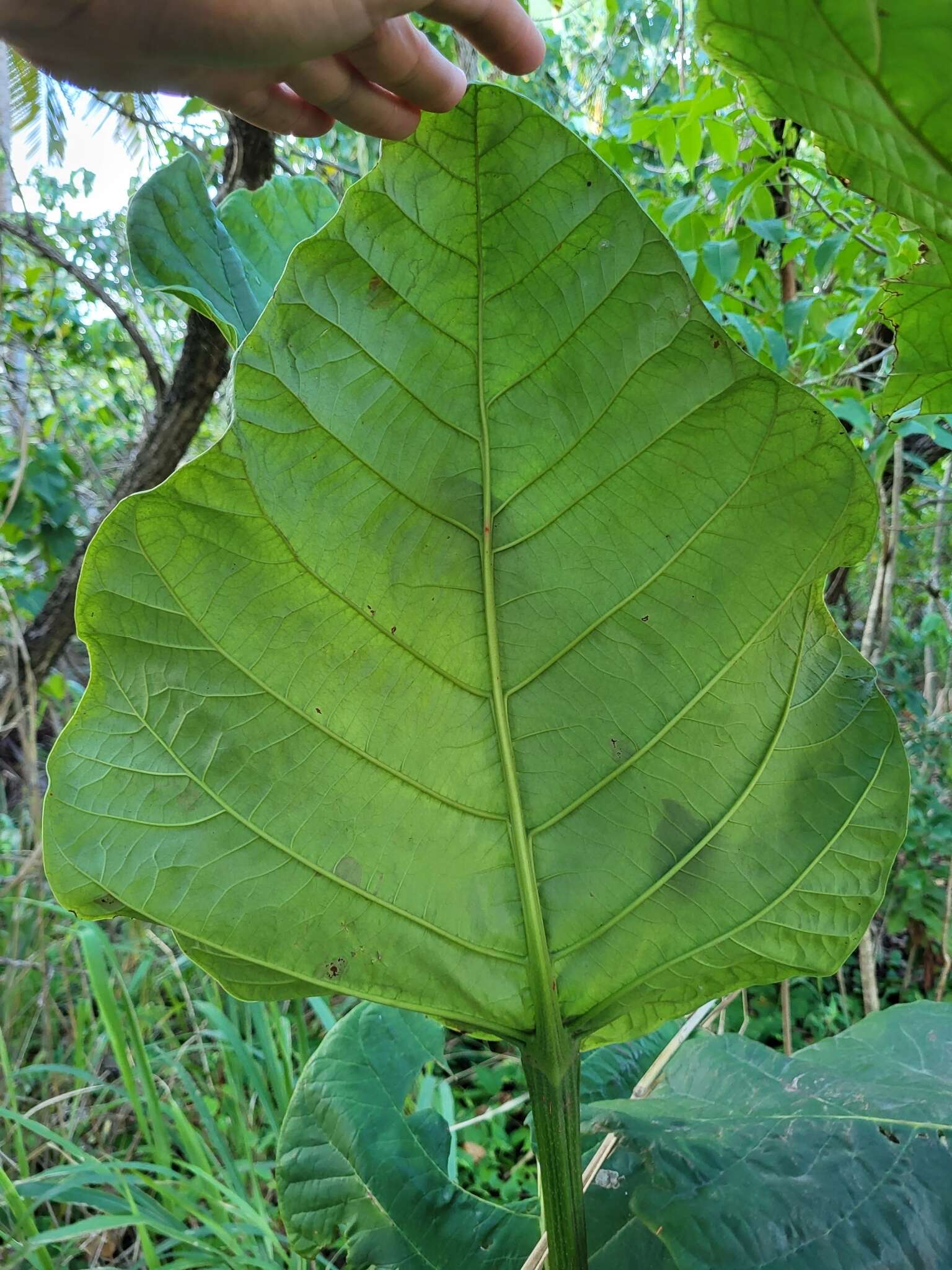 Coccoloba rugosa Desf. resmi