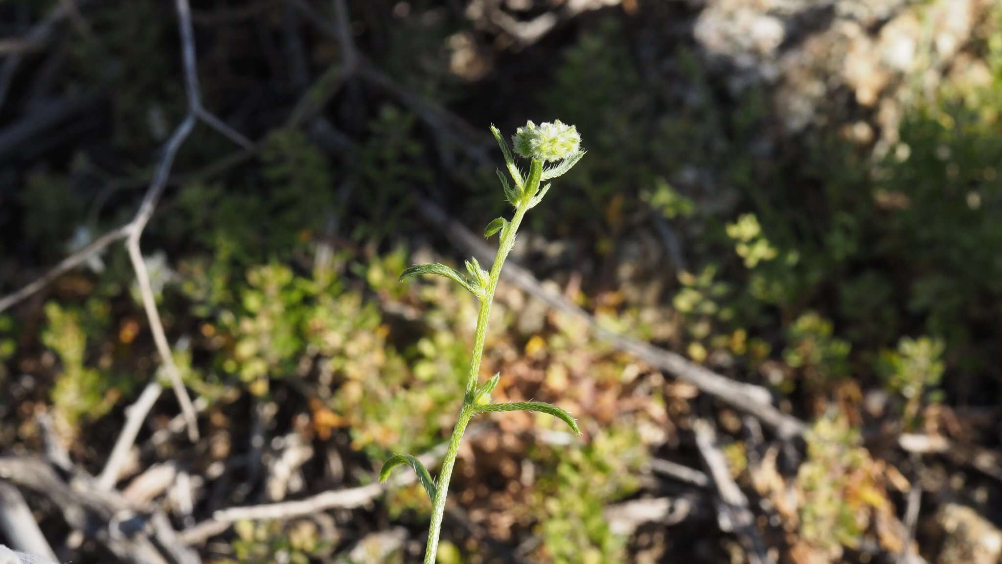 صورة Cryptantha decipiens (M. E. Jones) Heller