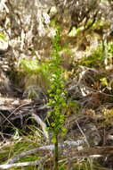 Image of Benthamia chlorantha (Spreng.) Garay & G. A. Romero