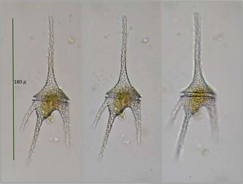 Ceratium hirundinella的圖片