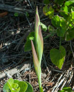 Image of Gladiolus carneus D. Delaroche