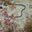 Image of Twostripe snake eel