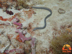 Image of Twostripe snake eel