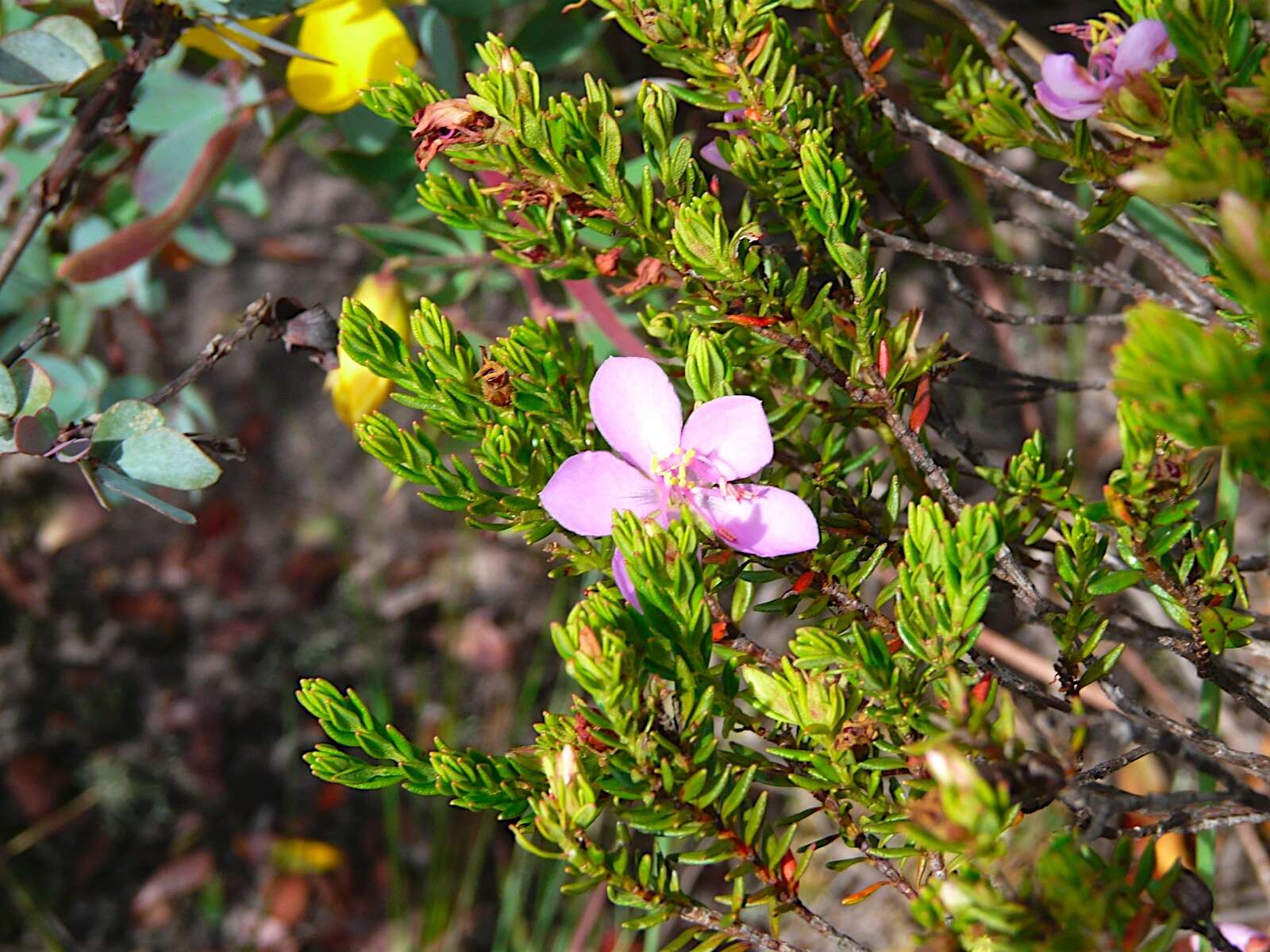 Image of Microlicia benthamiana Triana