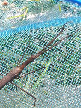 Image of Brown Waterscorpion