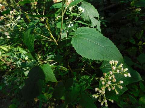 Image of Ageratina roanensis