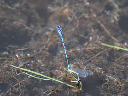 Imagem de Coenagrion puella (Linnaeus 1758)