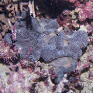 Image of merten's carpet anemone