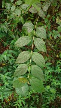 Image of Viburnum luzonicum Rolfe