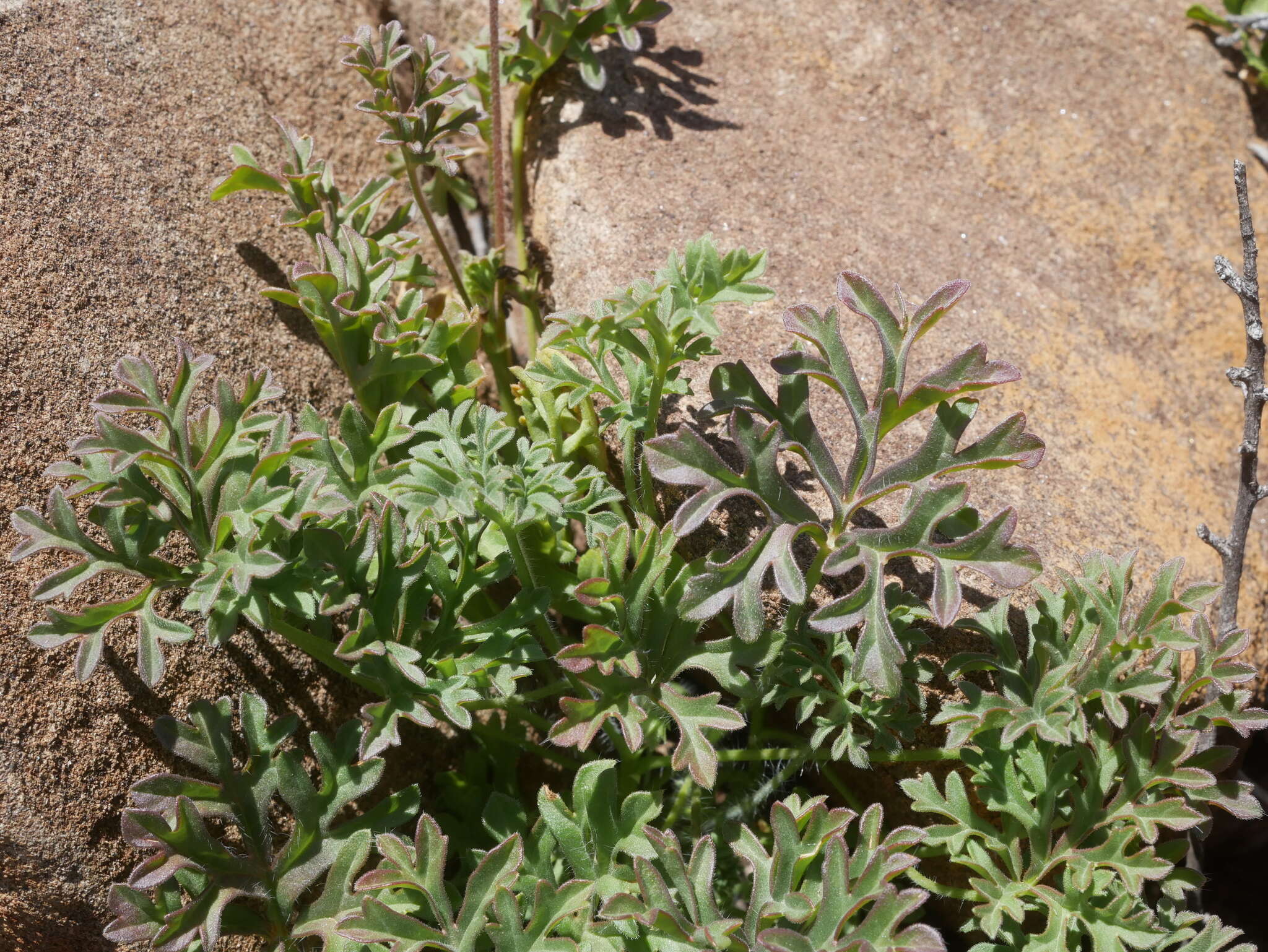 Image of Pelargonium exhibens P. Vorster