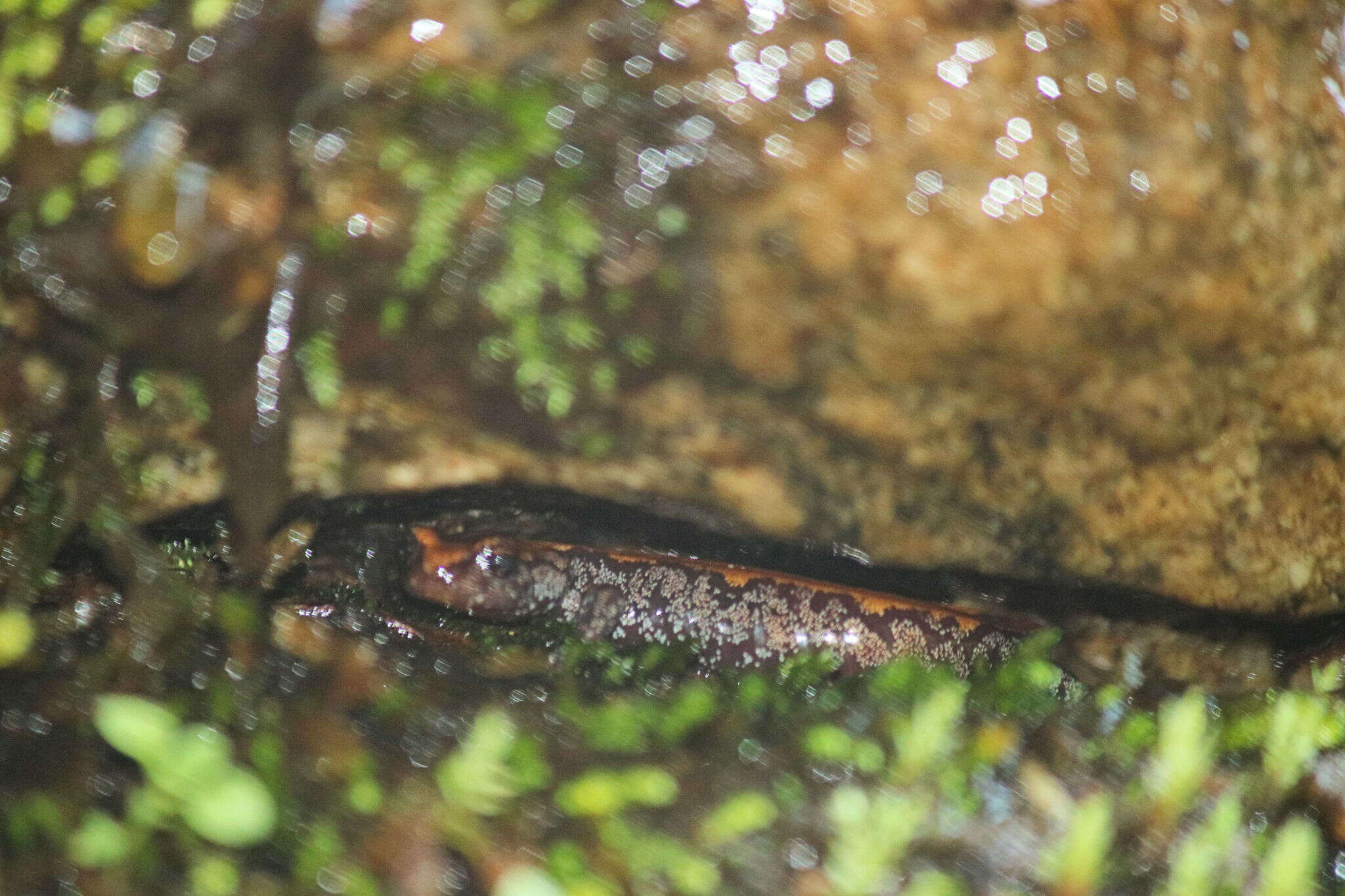 Image of Coeur d'Alene Salamander