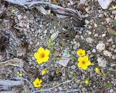 Image of golden linanthus