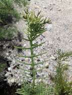 Plancia ëd Scutia spicata (Humboldt & Bonpland ex Roem. & Schult.) Weberbauer