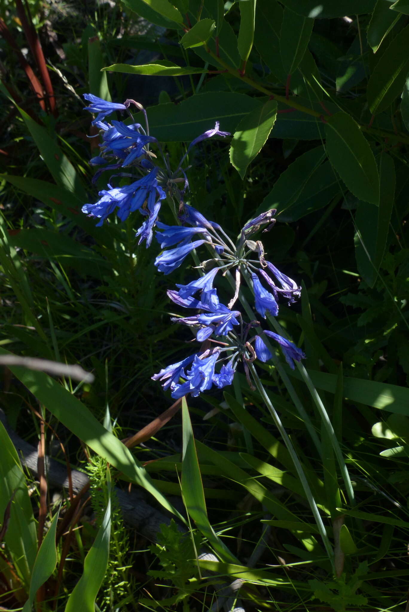 Image de Agapanthus africanus (L.) Hoffmanns.