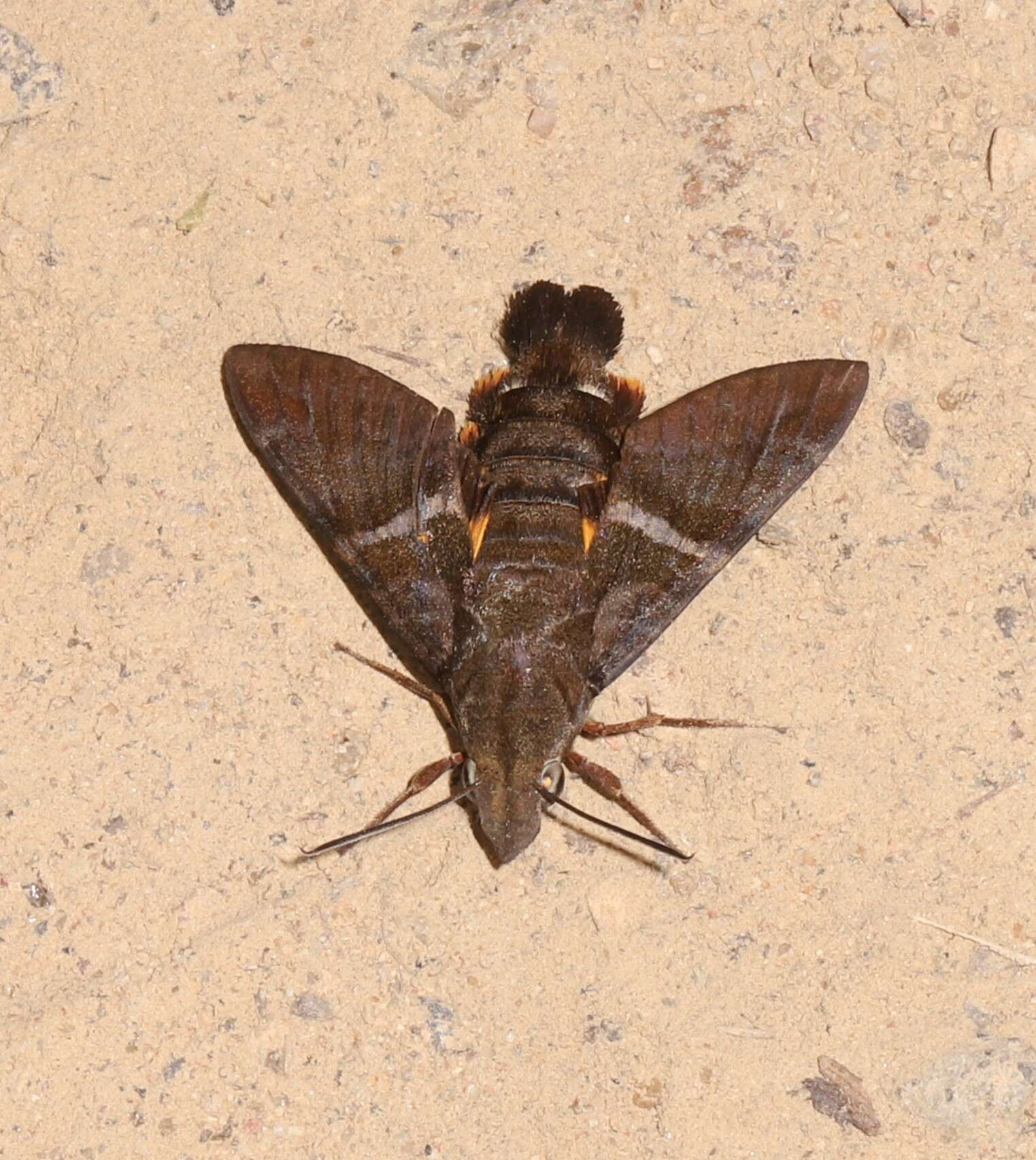 Image of Macroglossum errans