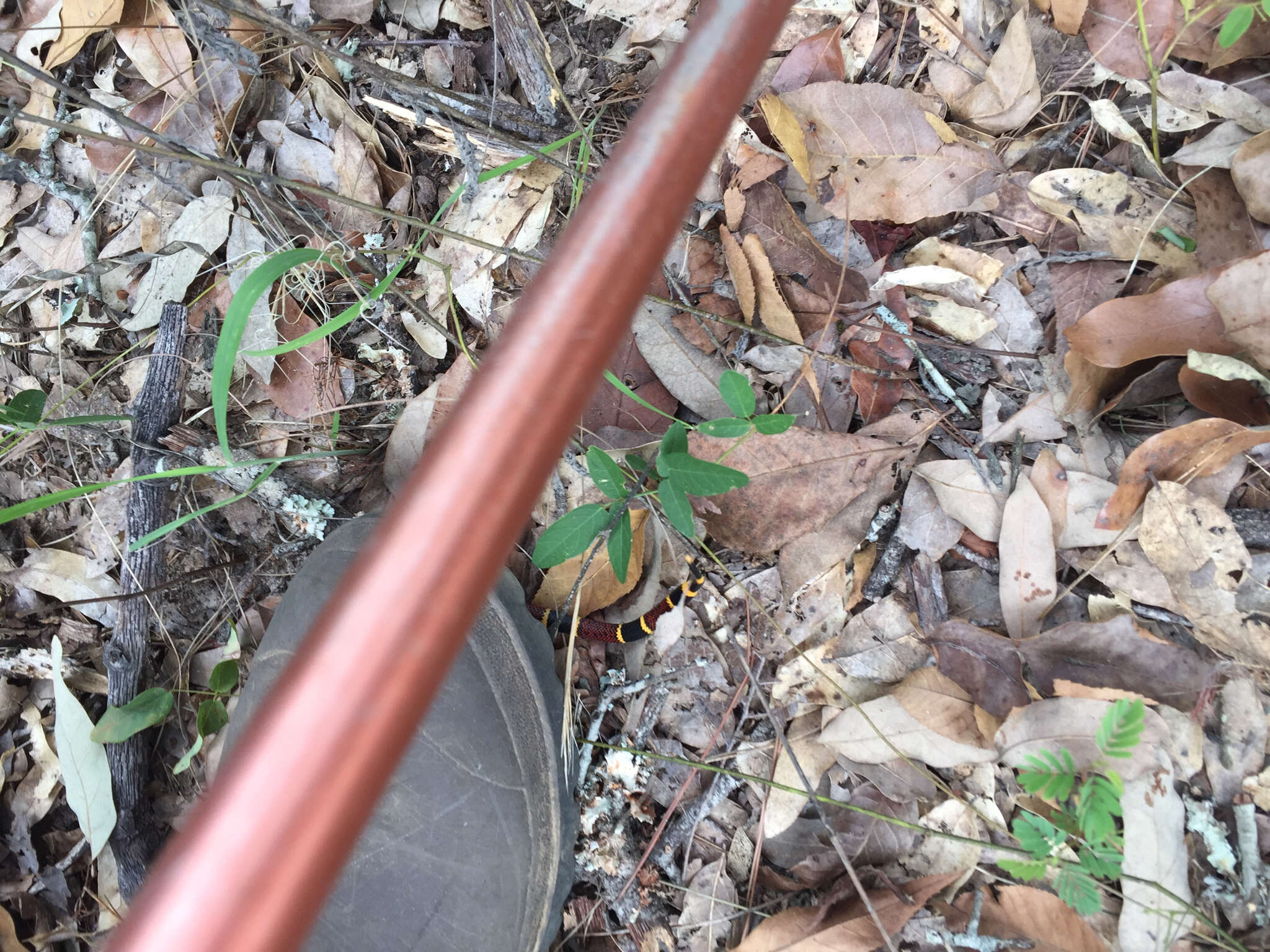 Image of Texas Coral Snake