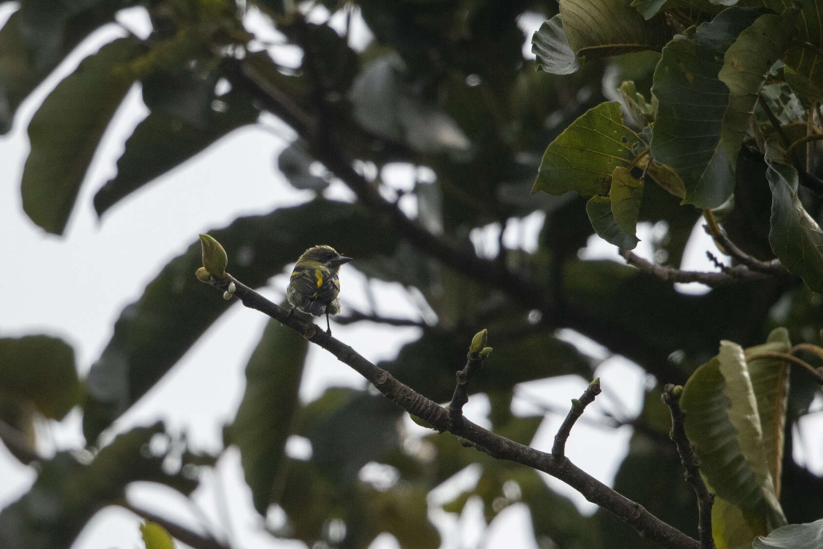 Image of Moustached Tinkerbird