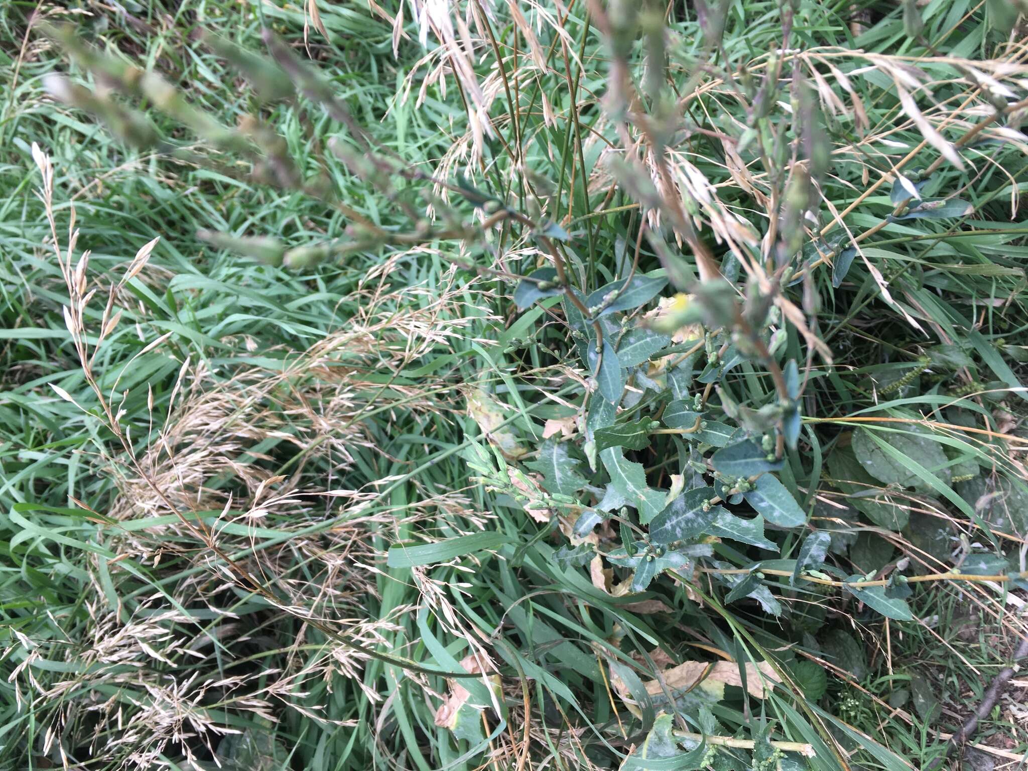 Image of creeping bentgrass