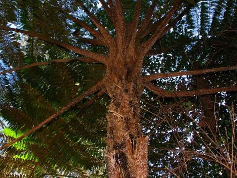 Image of Lacy Tree Fern