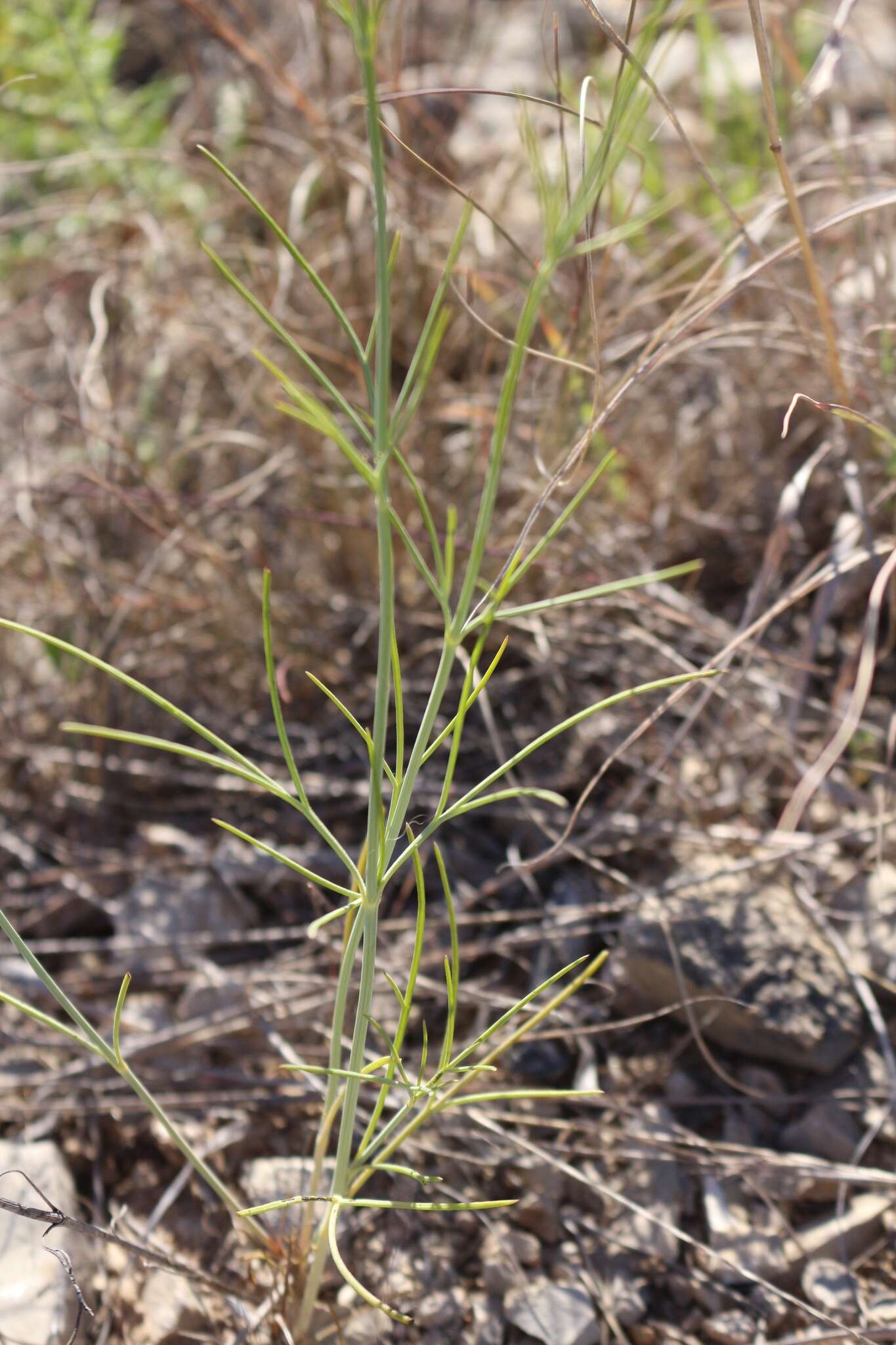 Image de Thelesperma simplicifolium (A. Gray) A. Gray