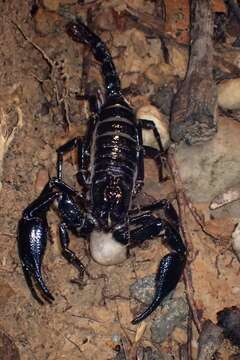 Image of Asian Forest Scorpion