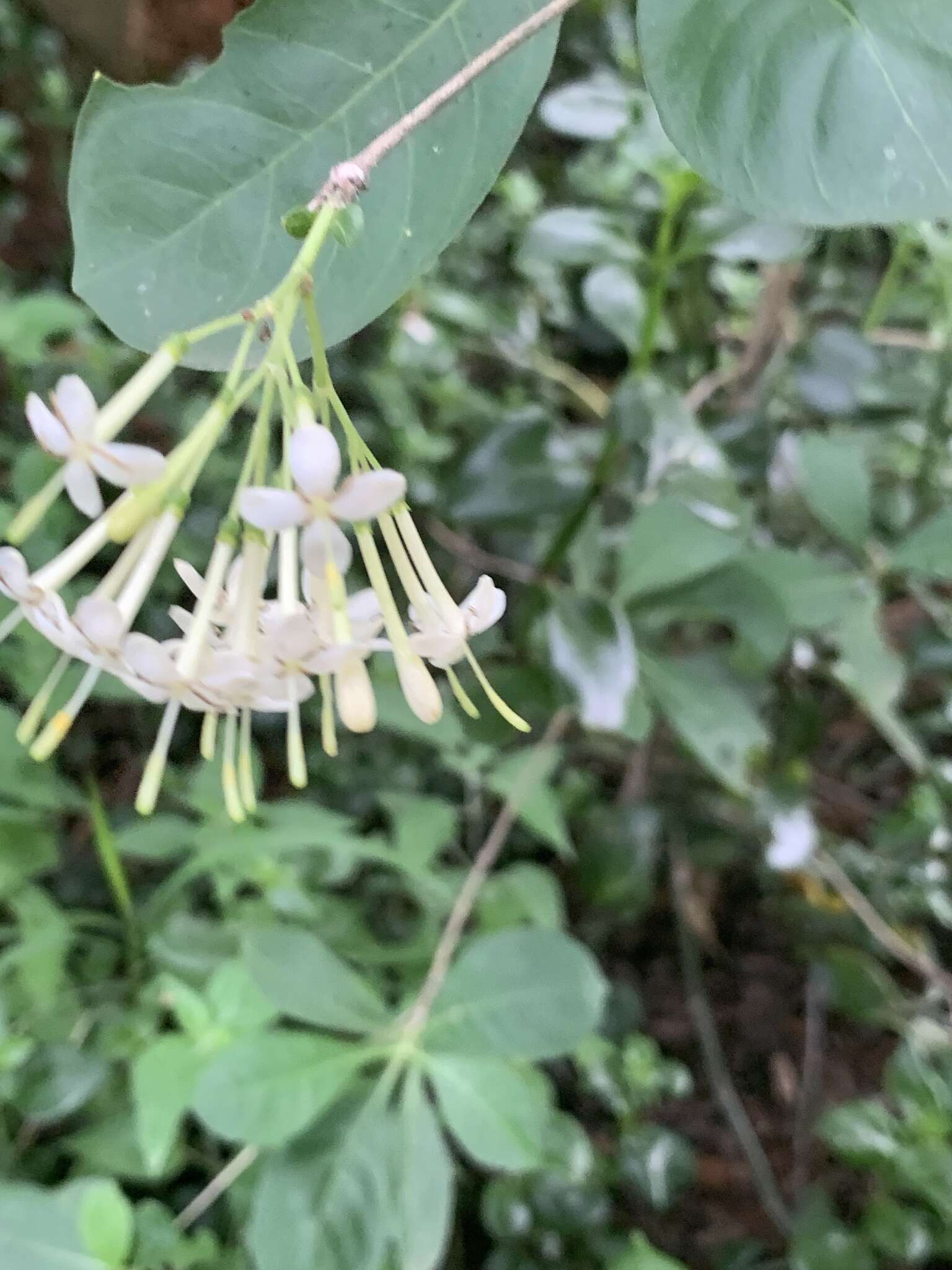 صورة Pavetta gardeniifolia var. subtomentosa K. Schum.