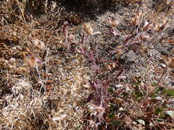 Image of Yakima bird's-beak