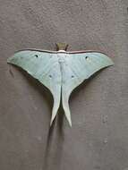 Image of Actias ningpoana Felder & C. 1862