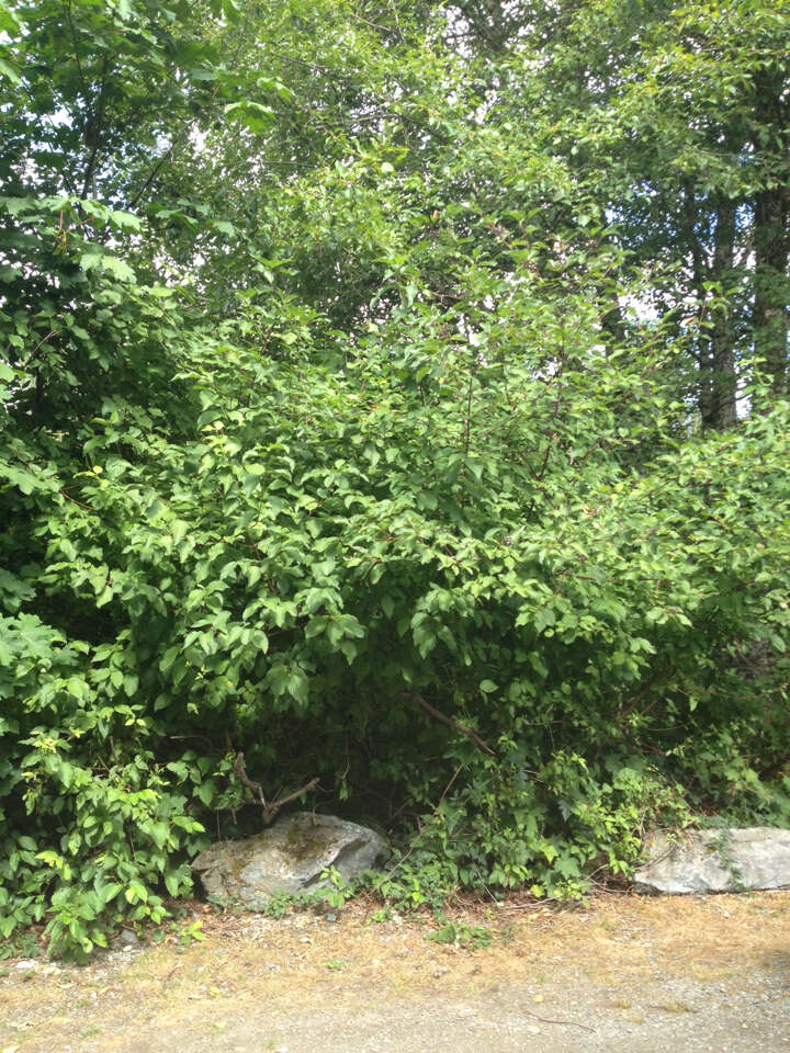 Image of redosier dogwood