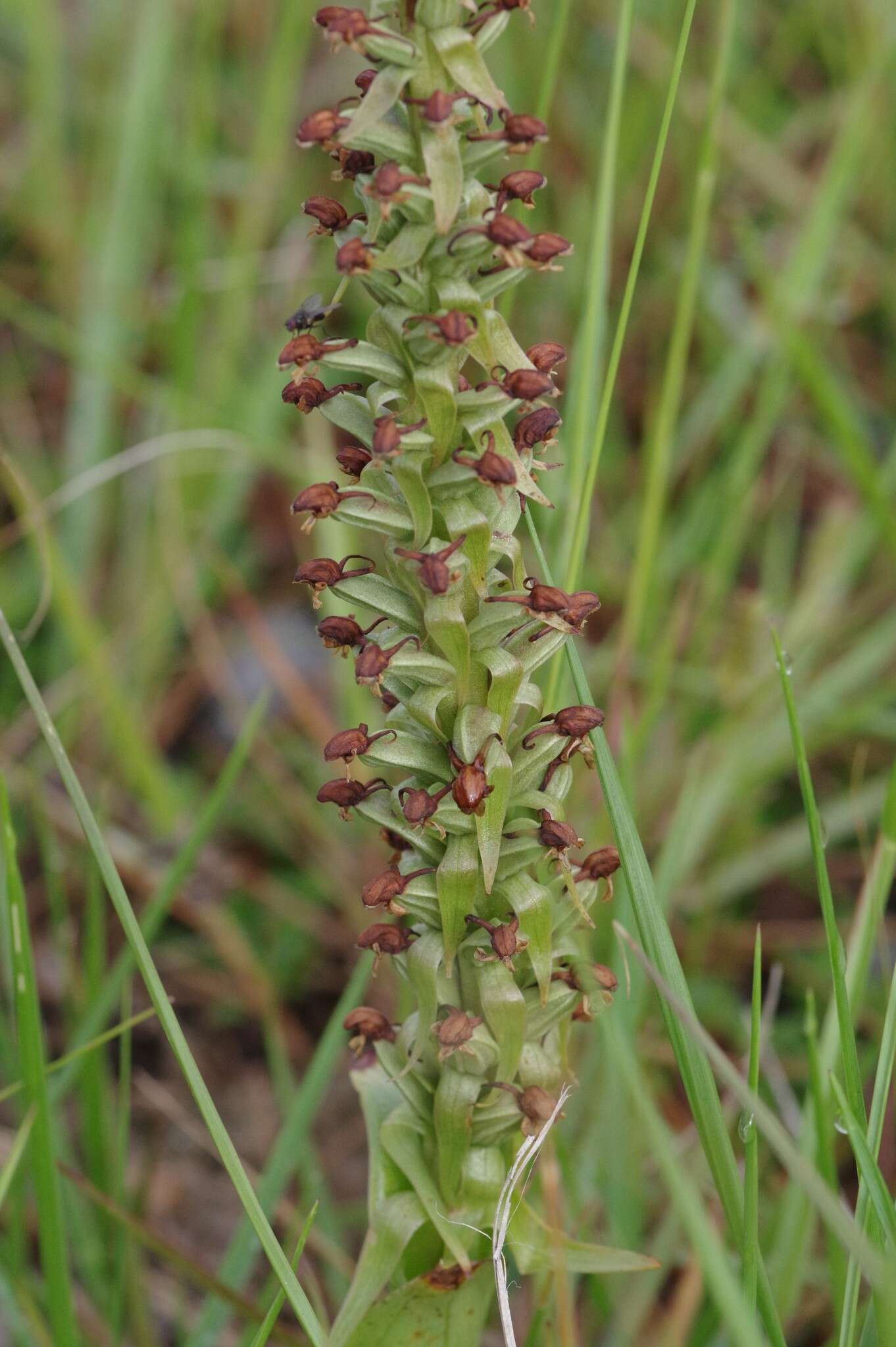 Image of Satyrium parviflorum Sw.